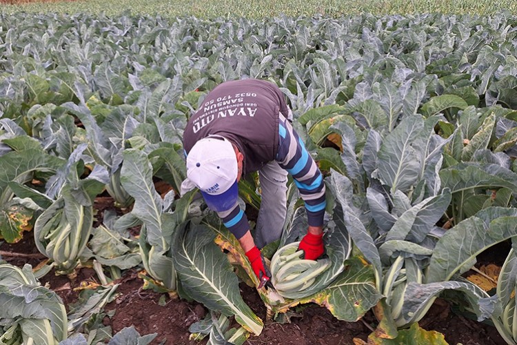 Bafra Ovası'nda kışlık sebze hasadı devam ediyor