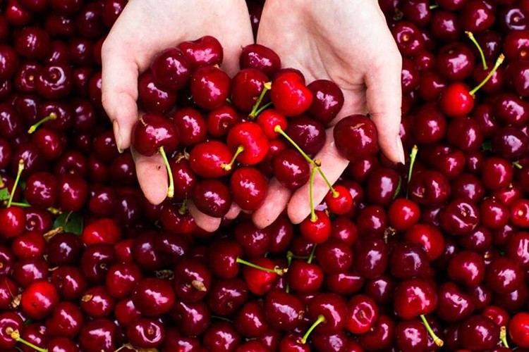 Çin'e kiraz satışı serbest!..