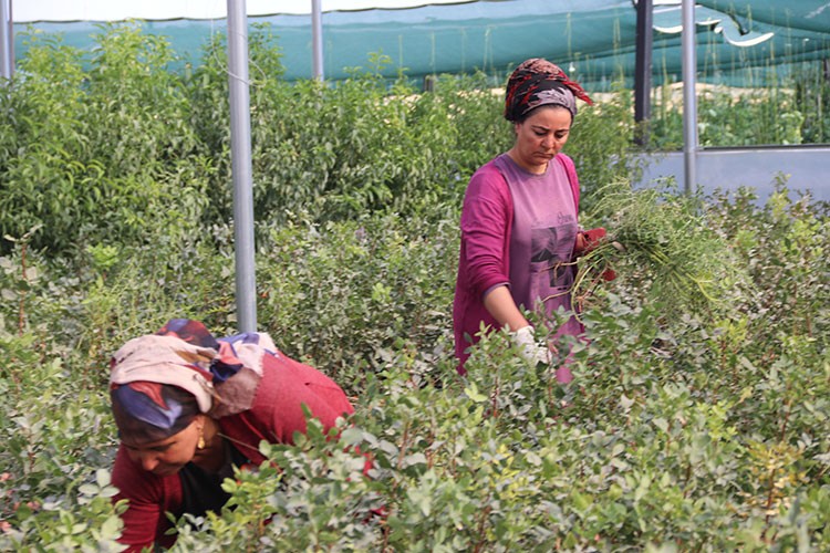 Fide üretimine başladı, 20 kadını istihdam etti