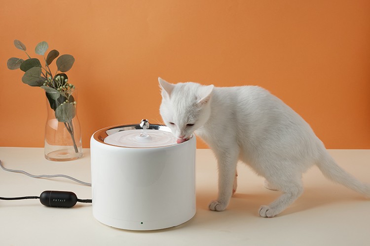 Kedinizi strese değil akıllı pet ürünlerine emanet edin