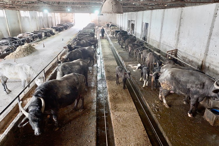 Aldığı mandaları çoğaltıp çiftlik kurdu