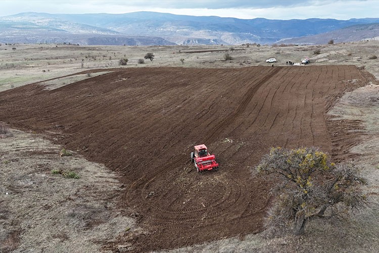 Ordu'da 200 dönümlük atıl araziyi tarıma kazandırdı