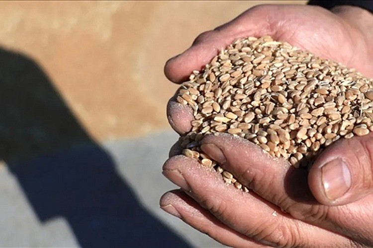 Türk tohumculuk sektörünün hedefi dünyada ilk 5'e girmek