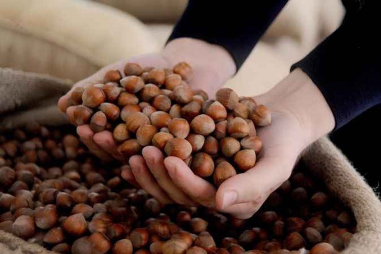 Giresun'da fındık fiyatı 123 ile 125 lira arasında işlem gördü