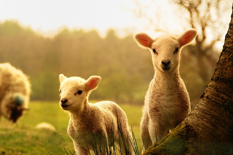 Kuzular ağız sütüyle beslenmeli