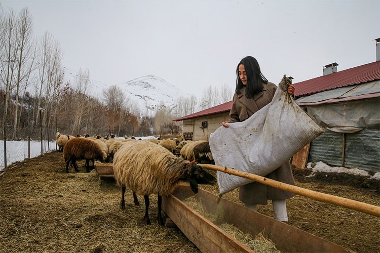 Gıda mühendisi genç kadın besicilik yapmaya başladı