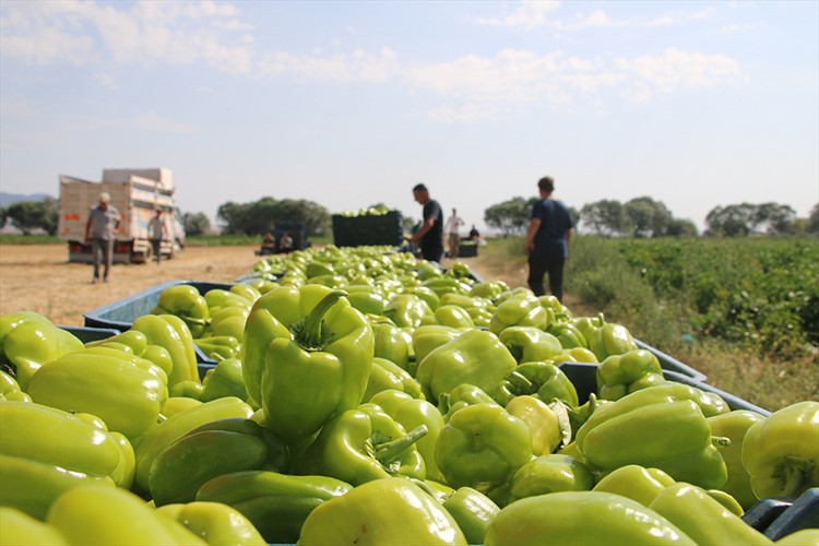 Altıntaş Ovası'nda yetiştirilen biber, üreticisini sevindirdi