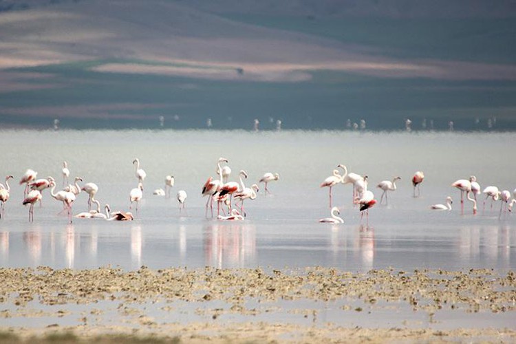 Seyfe Gölü Koruma Alanı'nın sınırları yeniden belirlendi