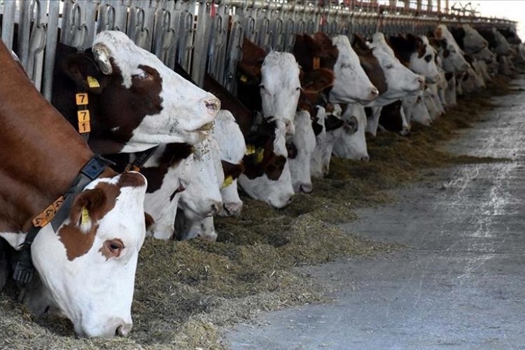 Yetiştiricilere hayvan dağıtımı tamamlandı