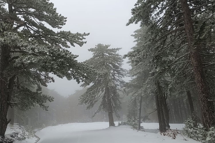 Kazdağı Milli Parkı beyaza büründü