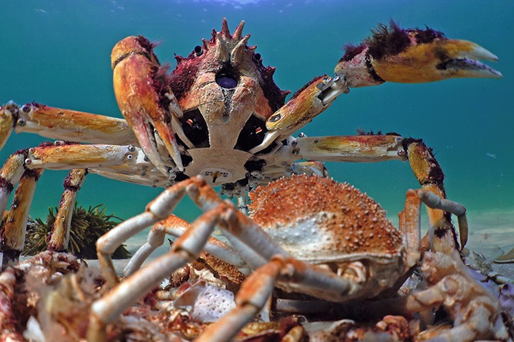 Okyanustaki Casus: Derin Denizlere Kameralarla Yolculuk