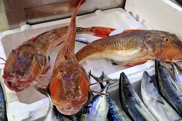 Sinop'ta avlanan kırlangıç balıkları kilogramı 300 liradan satılıyor