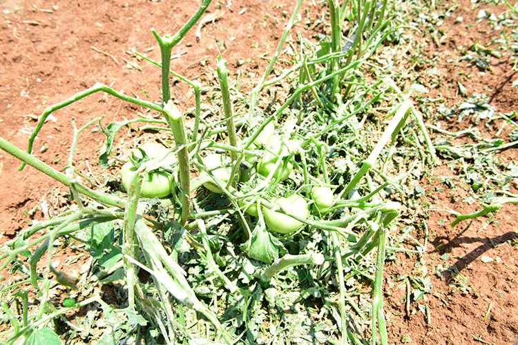 Şanlıurfa'da sağanak ve dolu, sera ve tarlalara zarar verdi