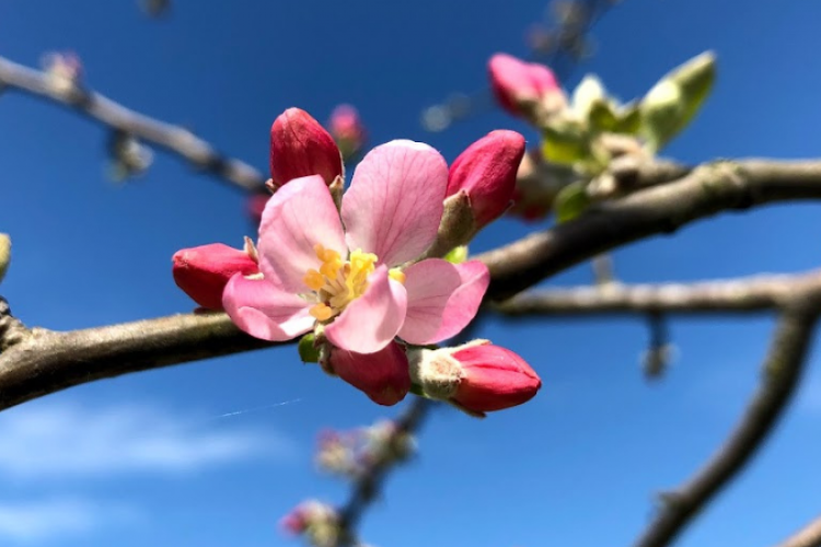 Buğday Derneği: İklim krizinden gıda krizine giden yol kısalıyor