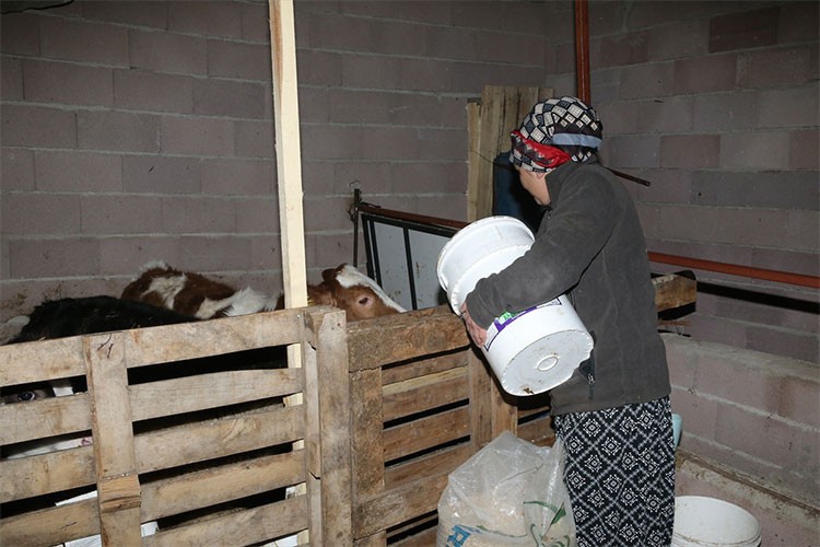 Eski kadın hükümlü, büyükbaş hayvan yetiştiricisi oldu