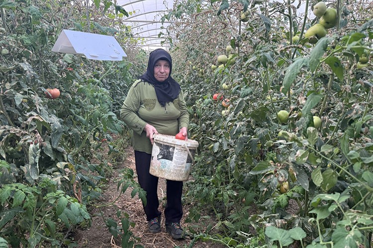 Seracılık yapan kadın yetiştirdiği ürünleri müşterilerine satıyor