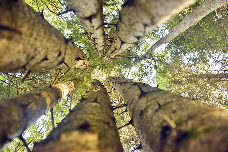 Küre Dağları'nda aynı kökten büyüyen 6 köknar ağacı bulundu