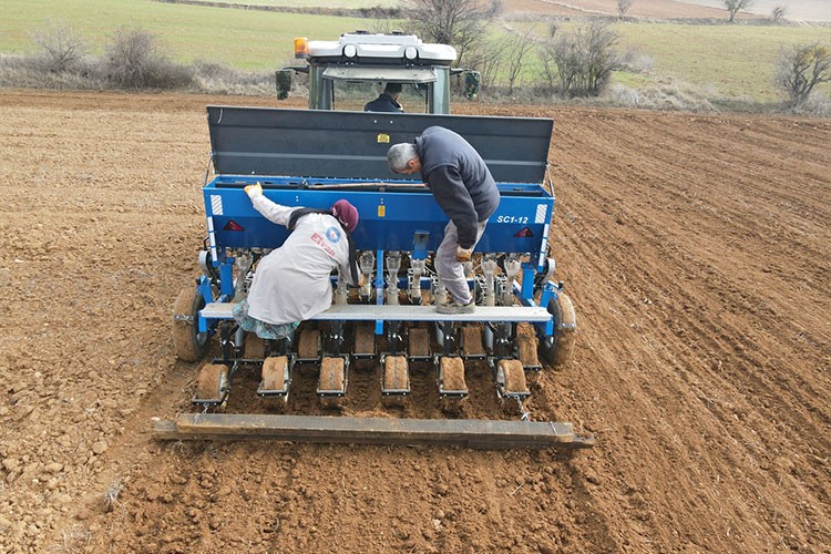 Taşköprü sarımsağında ekim dönemi erken başladı