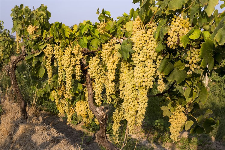 Sofralık çekirdeksiz üzümde ihracat 4 Ağustos'ta başlayacak