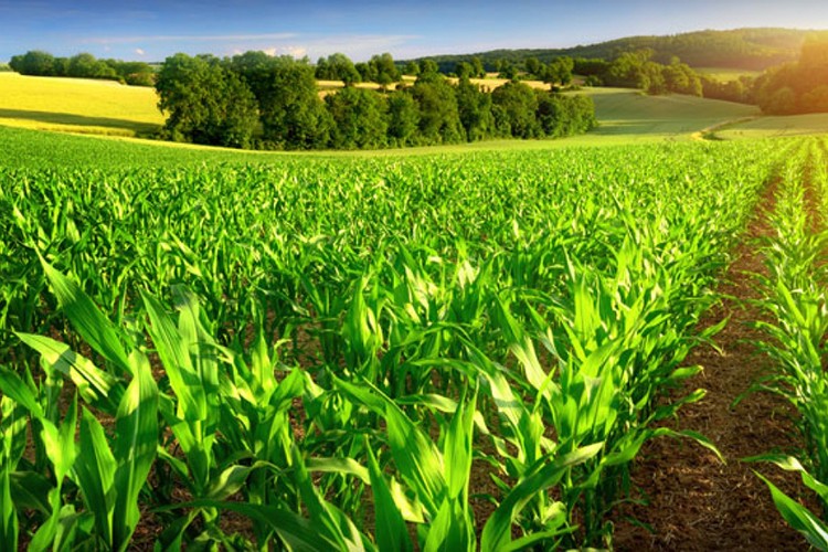 Tarımda ciddi azalma