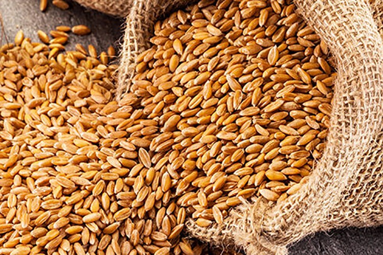 Hindistan'dan buğday ithalinden vazgeçildi