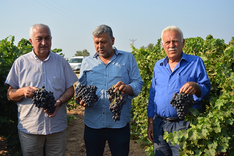 Üzüm hasadı başladı