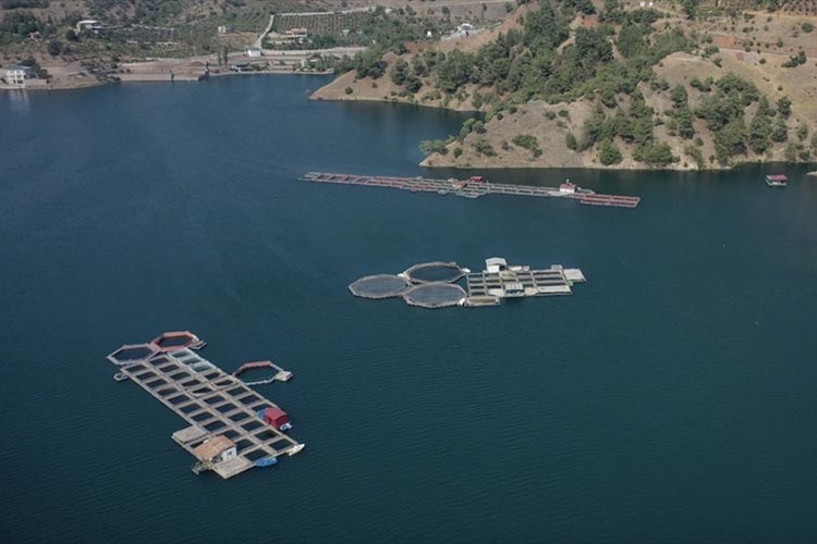 Denize kıyısı olmayan Kahramanmaraş'ta balık festivali düzenlenecek