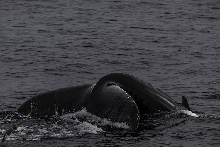 Kutup ayılarının eriyen dünyası "Kuzey Kutbu"