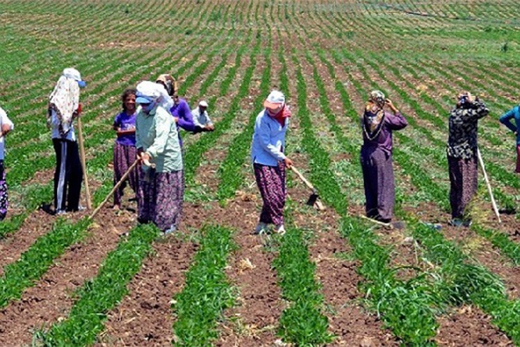 Tarım işçilerinin günlük ücreti 2024'te arttı