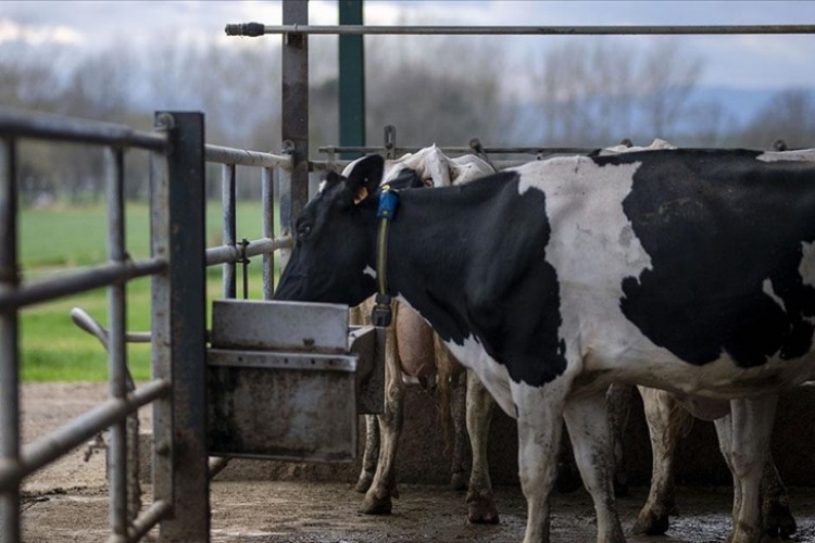 Danimarka, çiftlik hayvanlarının saldığı gazlar için vergi almayı planlıyor