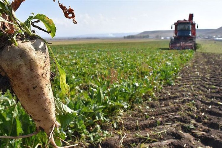 Pancar çiftçisine makinelerle ücretsiz hizmet sunuluyor