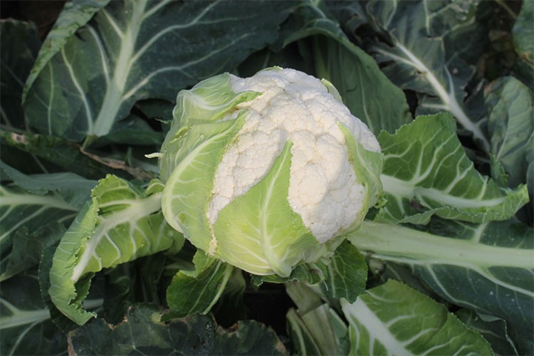 Bafra Ovası'nda karnabahar hasadı devam ediyor