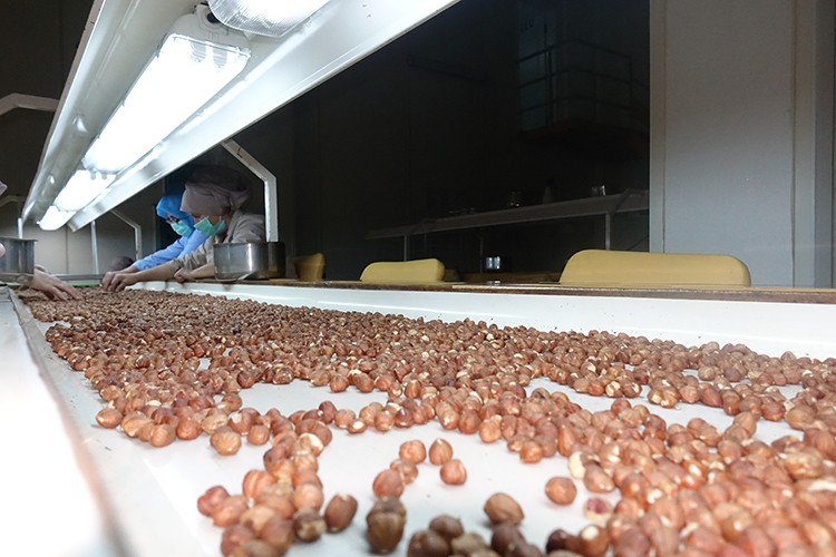 Trabzon'dan 5 ayda 343 milyon dolarlık fındık ihracatı