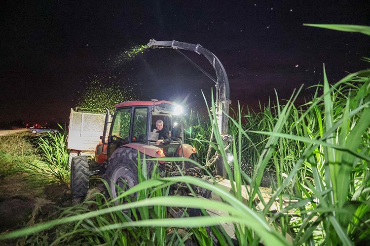 Pakong üretimiyle hayvancılığın geliştirilmesi hedefleniyor
