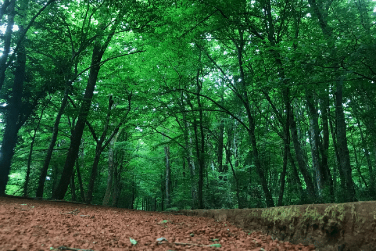 İstanbul ormanları iklim değişikliğiyle mücadeleye uygun planlanacak