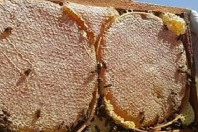 Bingöl Balı'nın ilk dolumu gerçekleştirildi