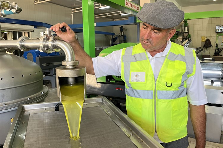 Antalya'da ilk hasat zeytinler yağa dönüşmeye başladı