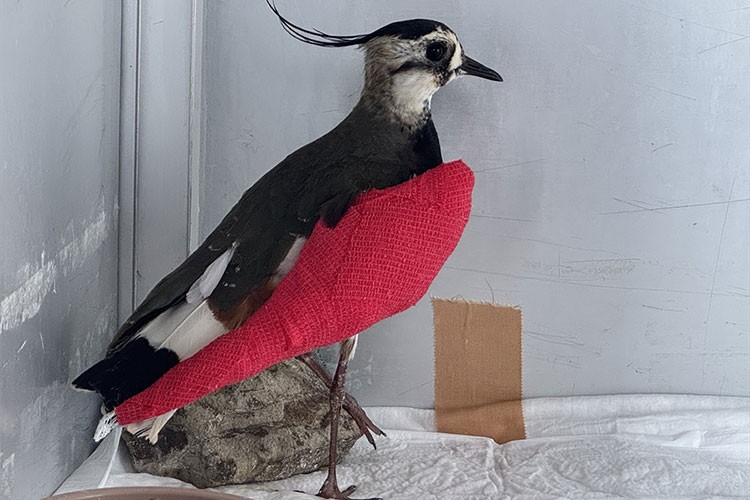 Samsun'da kanadı kırılan kız kuşuna özenli tedavi