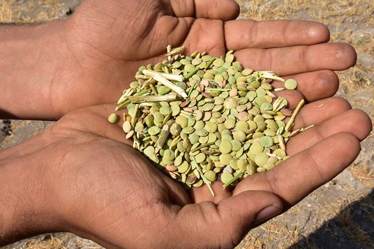 Yeşil mercimek üretim alanı yüzde 70 arttı