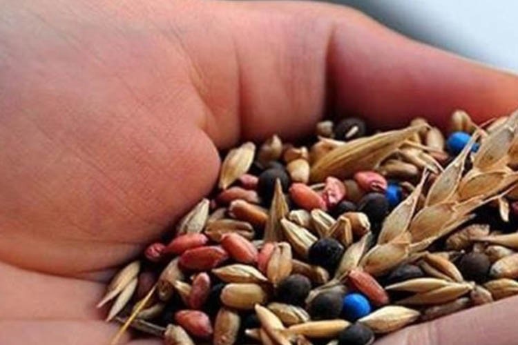 Türkiye tohumda ihracatçı pozisyonunu sürdürüyor