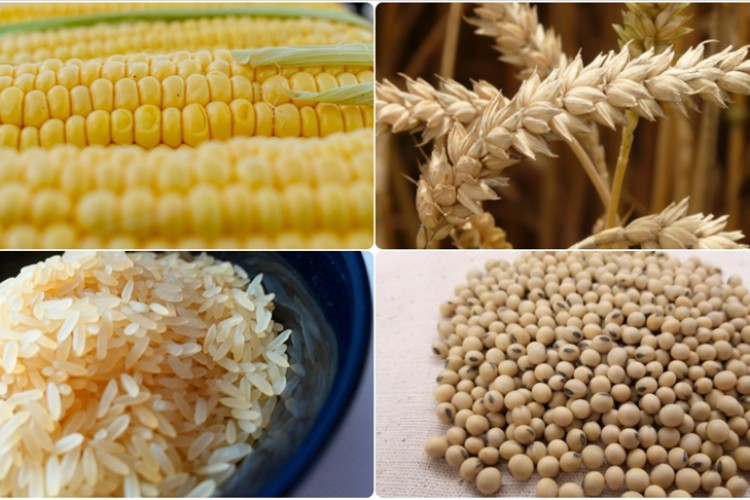 Emtia piyasasında ABD seçimleri, Çin ve Brezilya etkisi görüldü