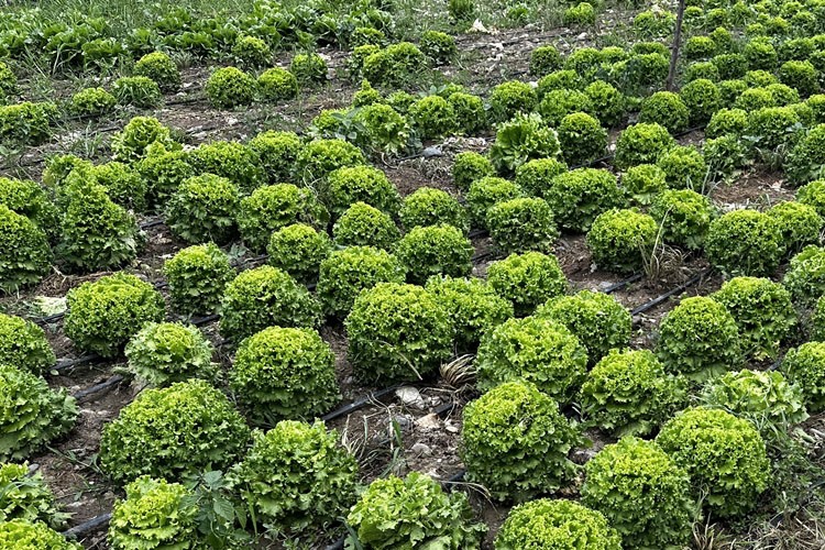 Teşvik ve desteklerle sebze yetiştiriciliği artıyor