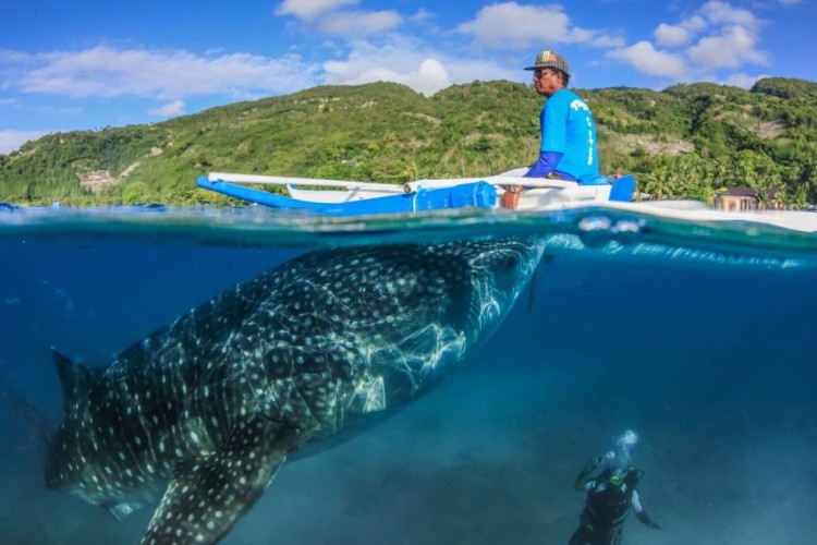 Oslob Köpekbalıkları ile yüzmek...