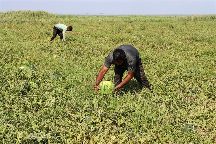 Adana'da havaların ısınmasıyla artan karpuz hasadı sürüyor