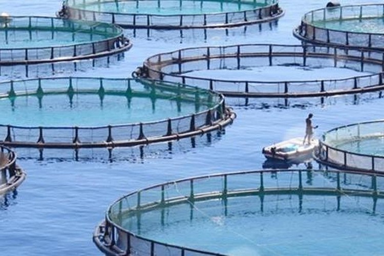 Balıkta destek isteği