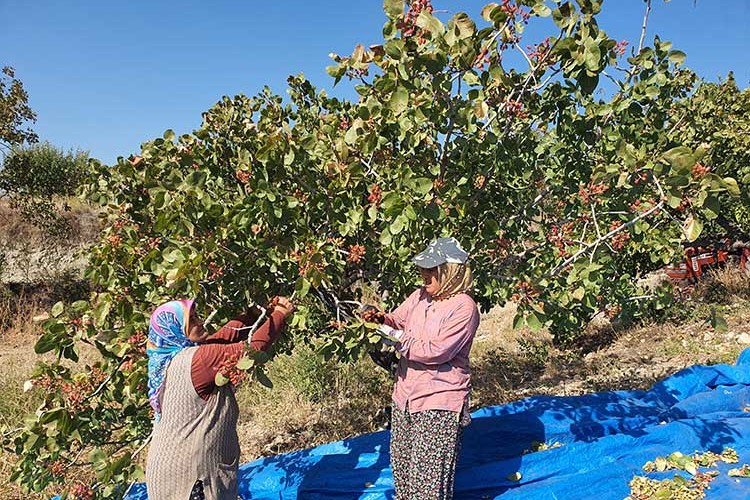Menengiç ağaçlarından Antep fıstığı hasadı sürüyor