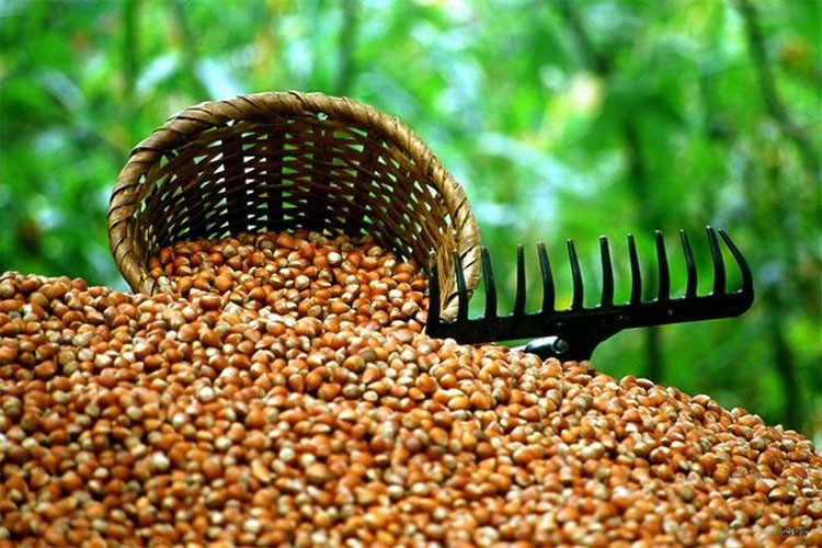 TMO, kabuklu fındık satışına bugü başlayacak