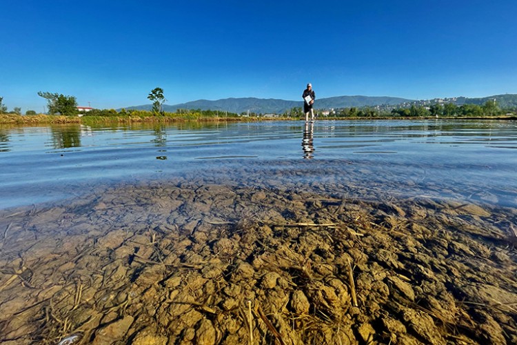 Sulak arazilerde "Konuralp pirinci" mesaisi başladı