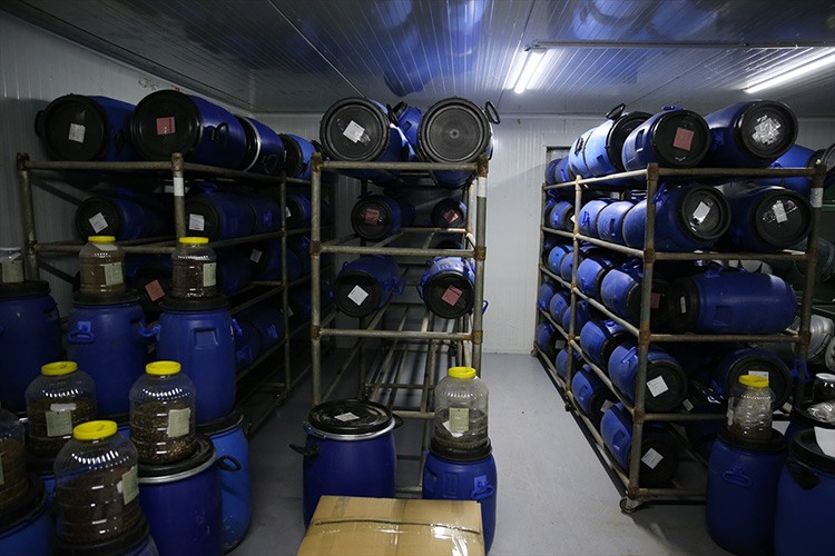 Tohumlar soğuk hava depolarında muhafaza ediliyor