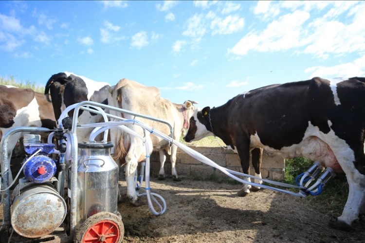 Köyün süt üretimi 5 yılda yaklaşık iki kat arttı
